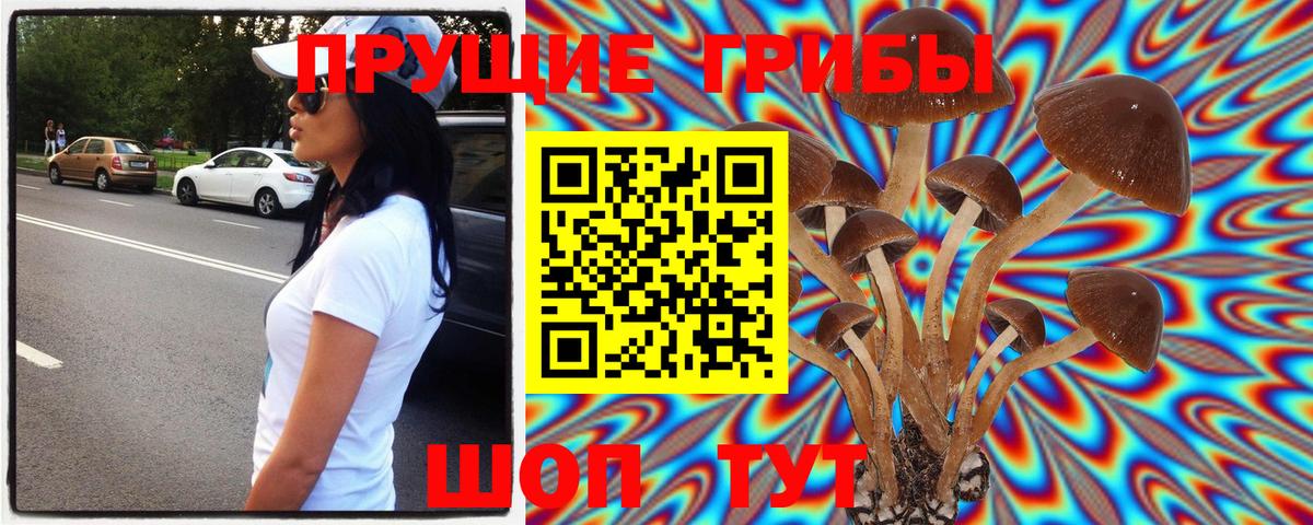 Галлюциногенные грибы Psilocybe Коммунар