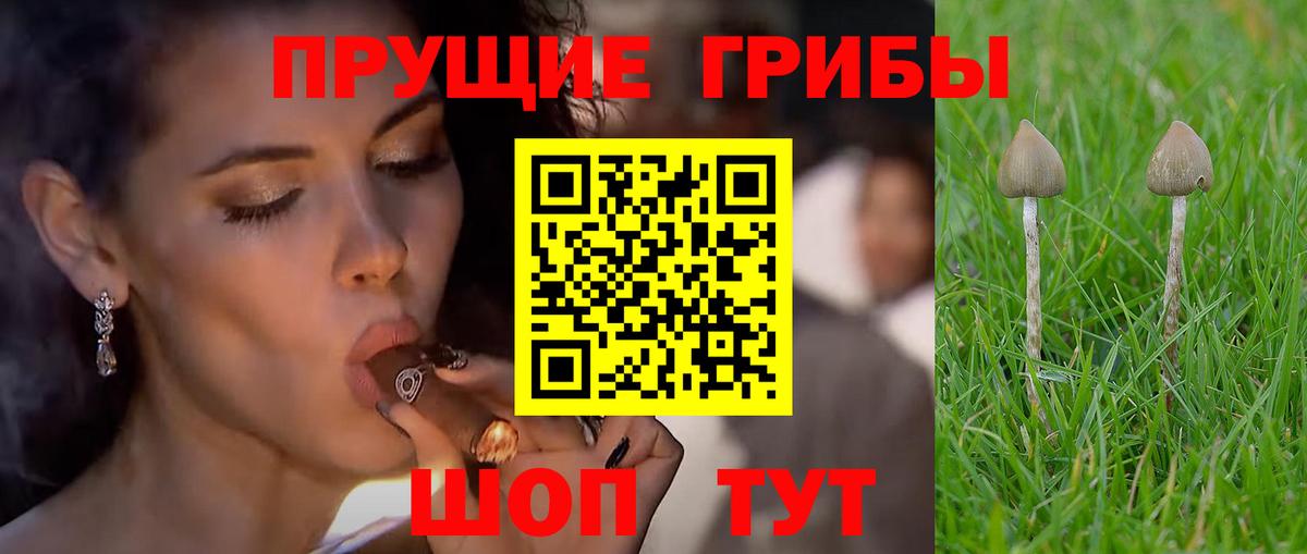 купить закладку  Вход с VPN  Коммунар  Псилоцибиновые грибы прущие грибы 